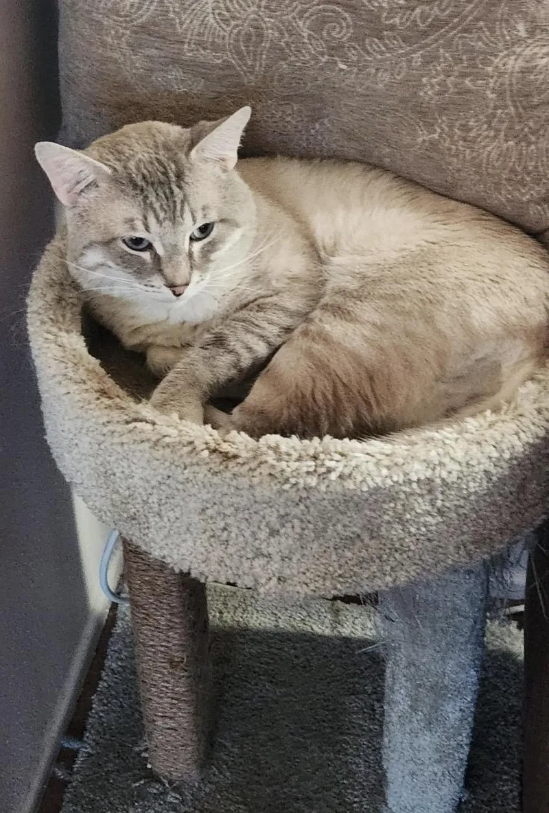 Lynx point Siamese owner thumbnail 3