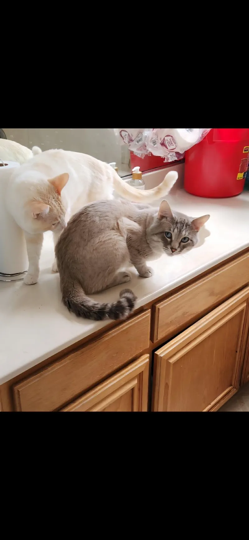 Lynx point Siamese owner thumbnail 4
