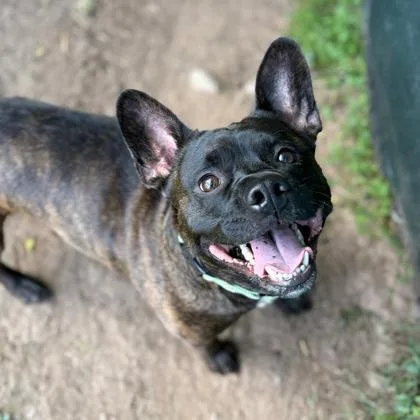 An adult medium-sized male Brindle Terrier dog named Marlo for adoption in Syracuse, NY