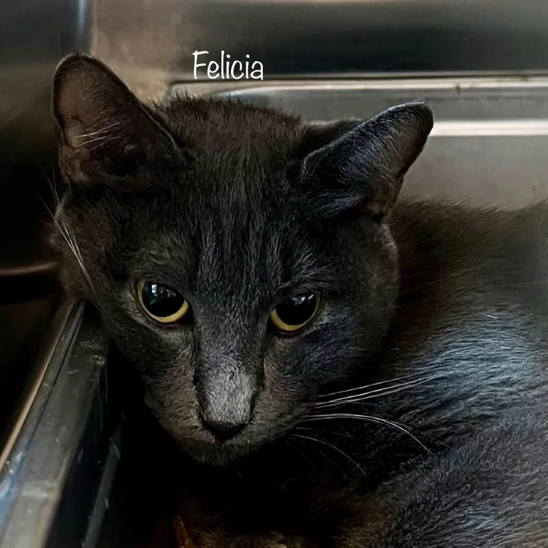 A young medium-sized female Gray / Blue / Silver Domestic Short Hair cat named Felicia for adoption in Madisonville, TN