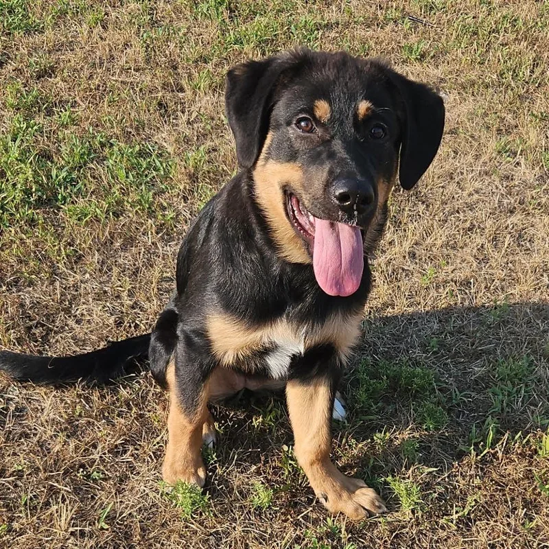 A young small-sized female German Shepherd Dog dog named Hazel D for adoption in Princeton, MN