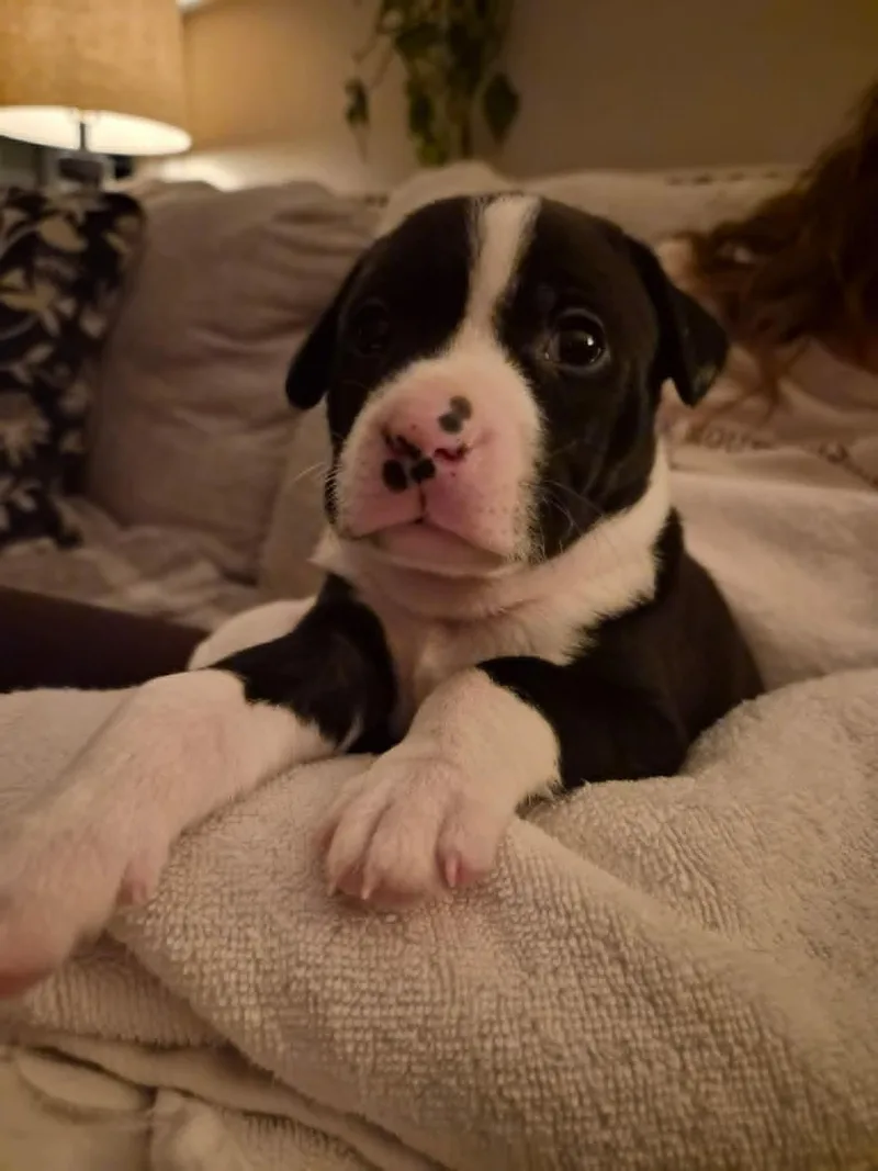 Po Boy  Zoey's thumbnail 2