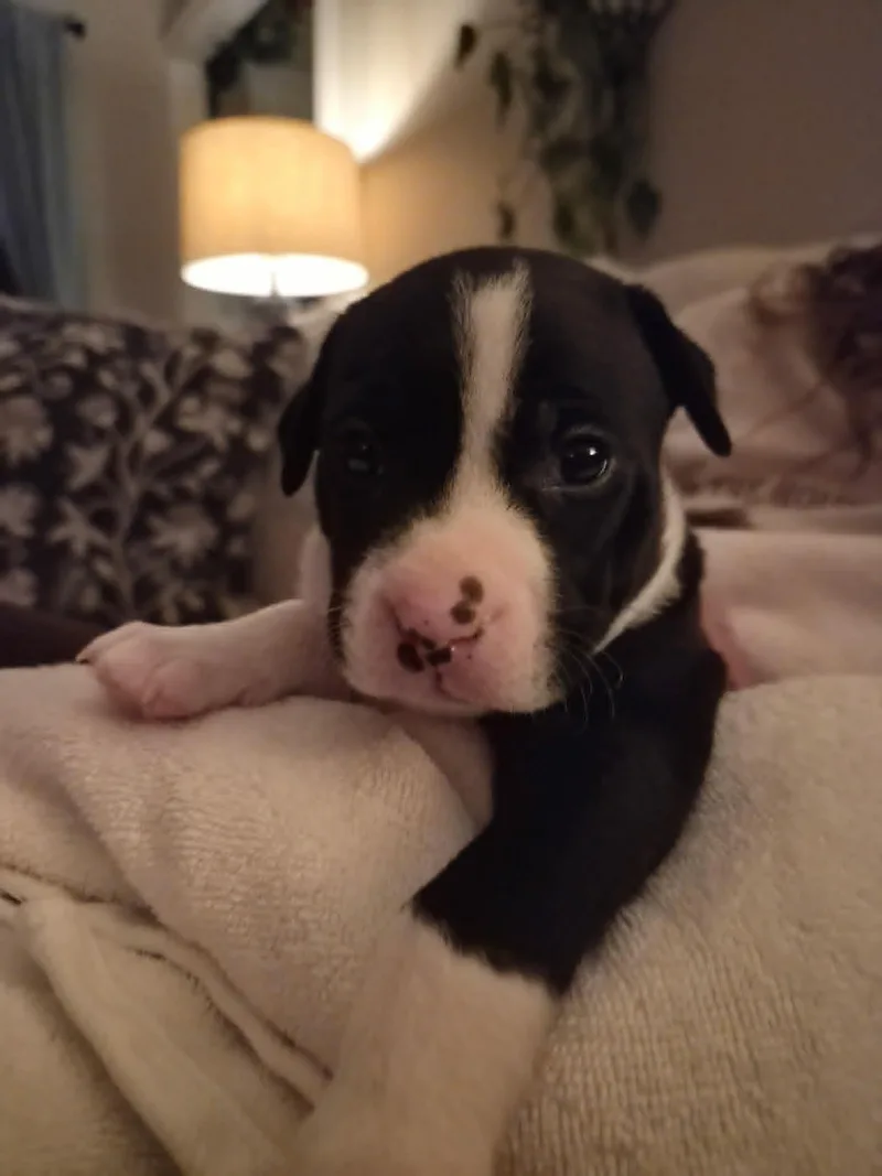 Po Boy  Zoey's thumbnail 3