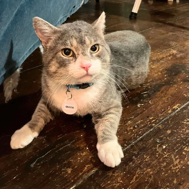 An adult medium-sized male Domestic Short Hair cat named Mark for adoption in Brooklyn, NY
