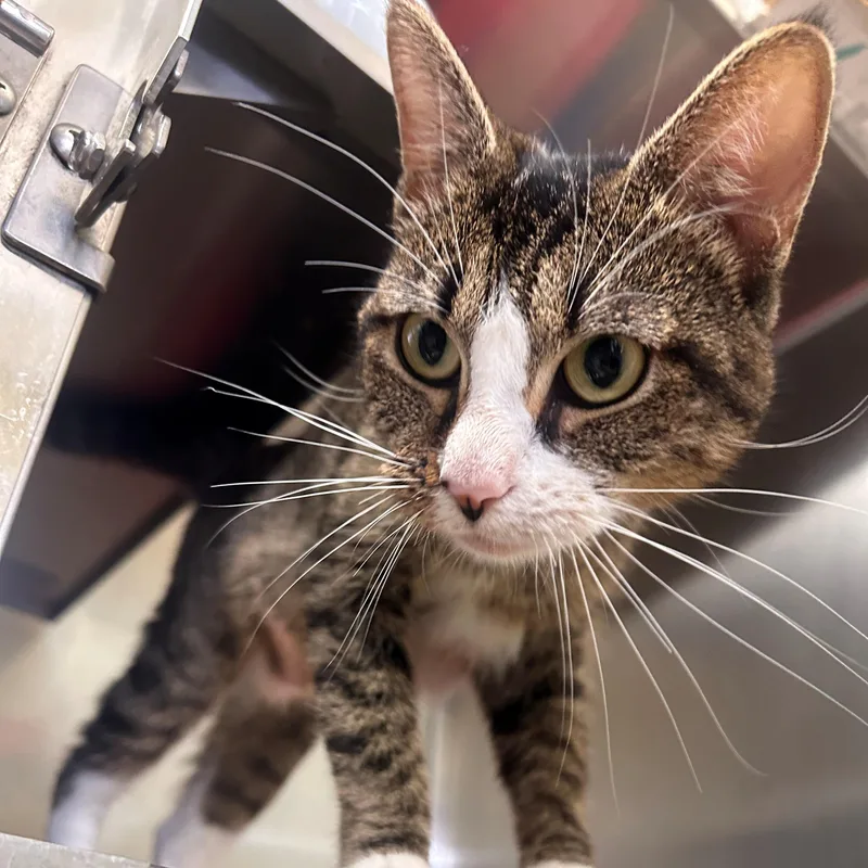An adult medium-sized female Tabby (Brown / Chocolate) Domestic Short Hair cat named Ima for adoption in Margate, FL