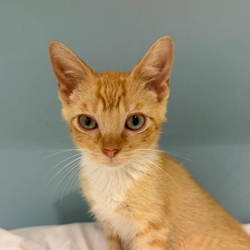 A baby small-sized male Orange / Red Domestic Short Hair cat named Greenie for adoption in Chattanooga, TN