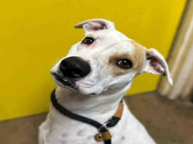 A young medium-sized female Pit Bull Terrier dog named Demi for adoption in Bonita, CA