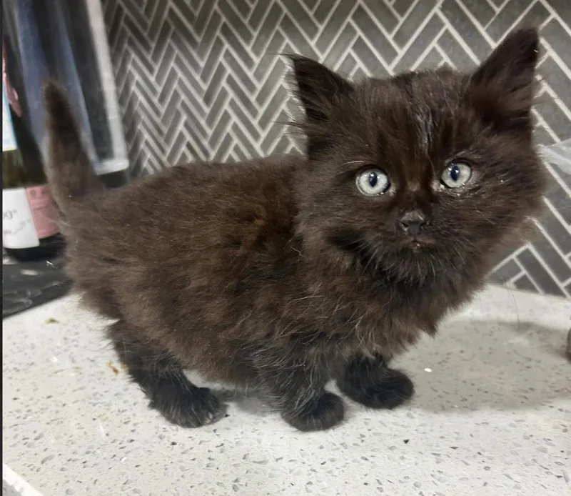 A baby medium-sized male Black Domestic Medium Hair cat named Lint for adoption in New York, NY