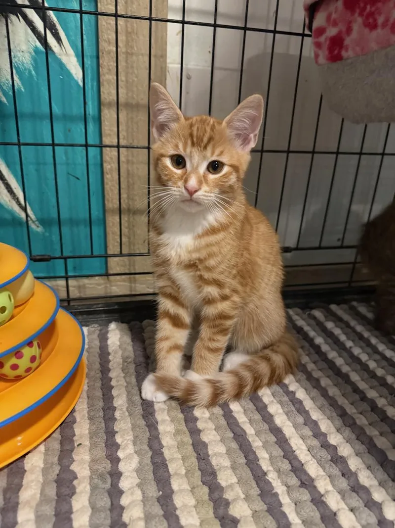 A young small-sized male Tabby (Orange / Red) Tabby cat named Ace for adoption in Temecula, CA