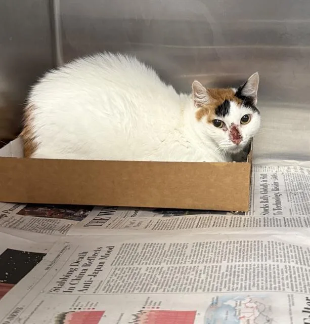 An adult large-sized female Domestic Short Hair cat named Lana for adoption in Dallas, TX