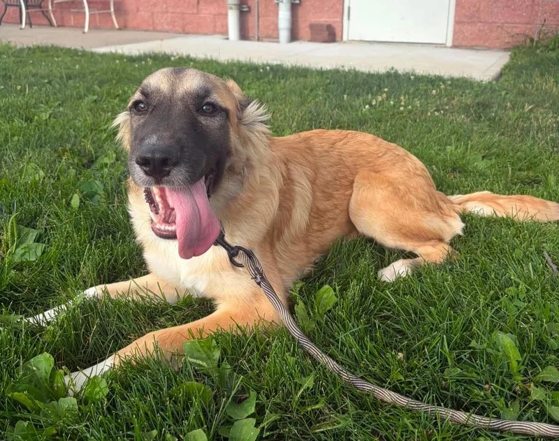 A young medium-sized female Golden German Shepherd Dog dog named Nala for adoption in Maryville, MO