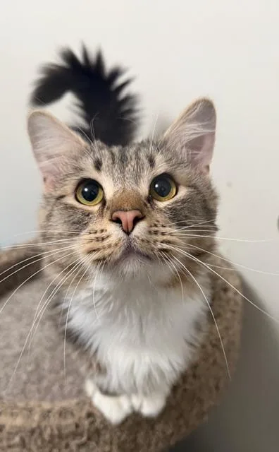 Chickpea thumbnail 2