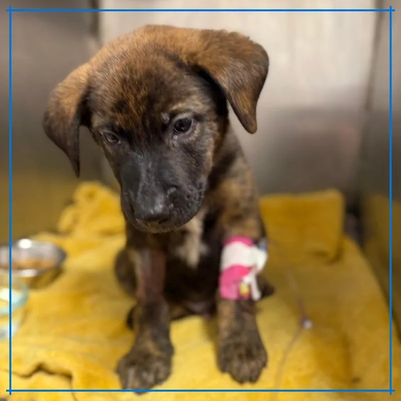 A baby medium-sized male Brindle Plott Hound dog named Coolada for adoption in Austin, TX