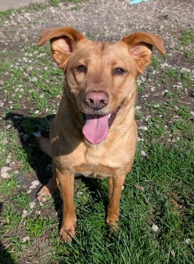 An adult medium-sized female Golden Terrier dog named Saragi for adoption in Carthage, IL