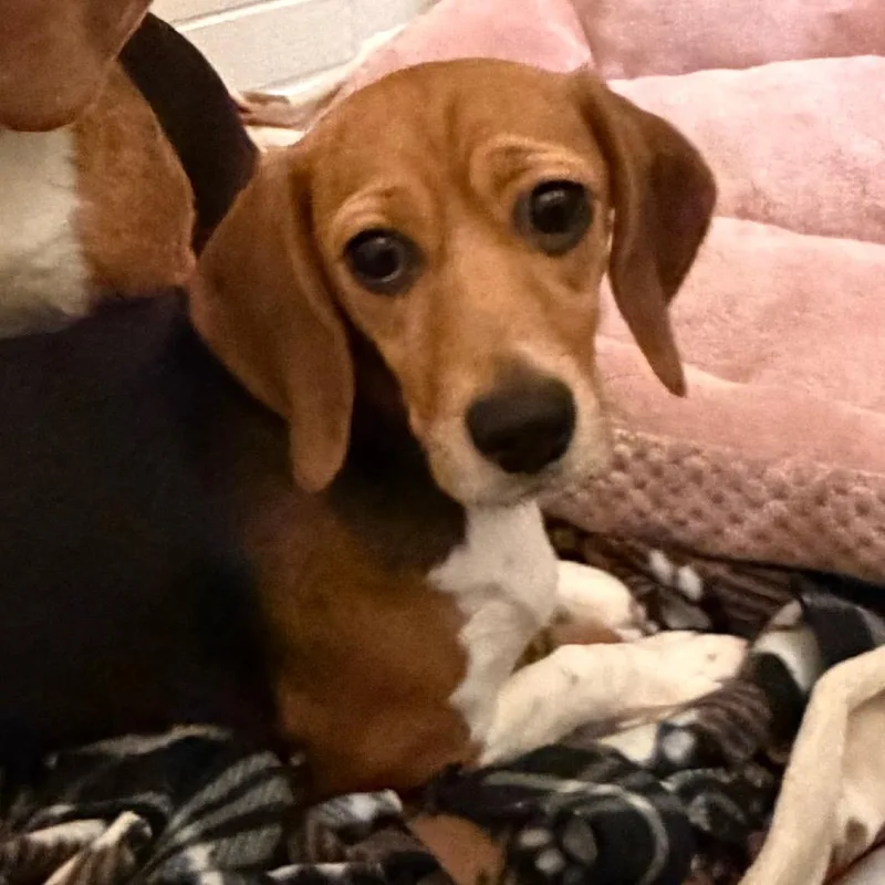 An adult small-sized female Black Beagle dog named Tiffany for adoption in Waukesha, WI