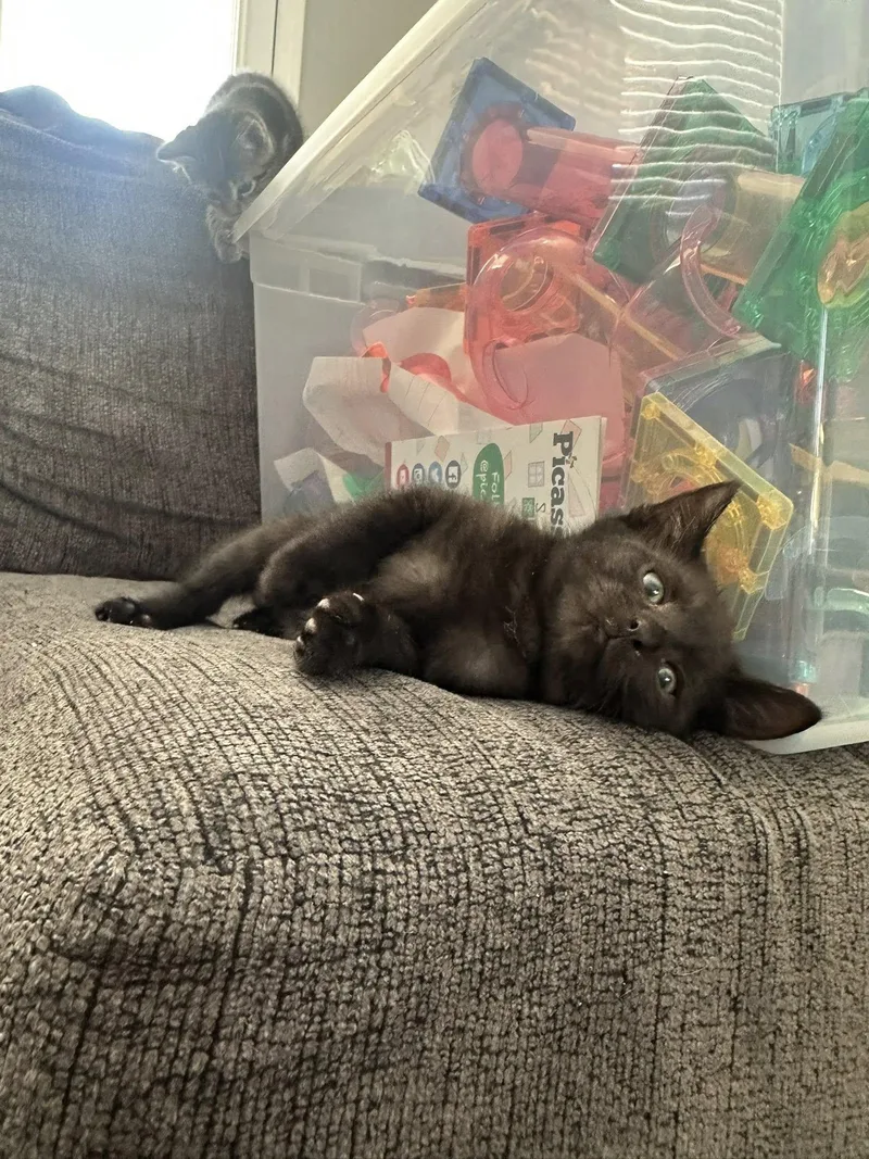 A baby small-sized male Black Domestic Short Hair cat named Nebula Jones for adoption in Clarksville, TN