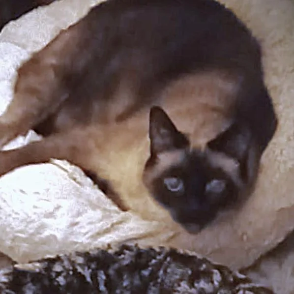 An adult medium-sized female Seal Point Siamese cat named Mimi for adoption in Laguna Woods, CA