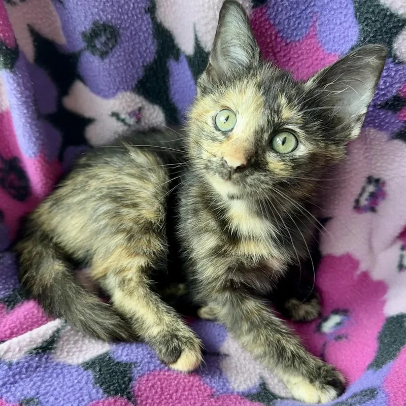 A baby small-sized female Buff / Tan / Fawn Domestic Short Hair cat named Lorin for adoption in Santa Fe, TX