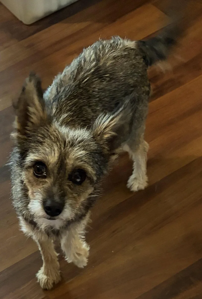 An adult small-sized female Yorkshire Terrier dog named Fiona for adoption in Alexandria, KY