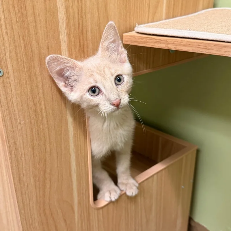A baby medium-sized male Tabby (Buff / Tan / Fawn) Domestic Short Hair cat named Patrick for adoption in Circleville, OH