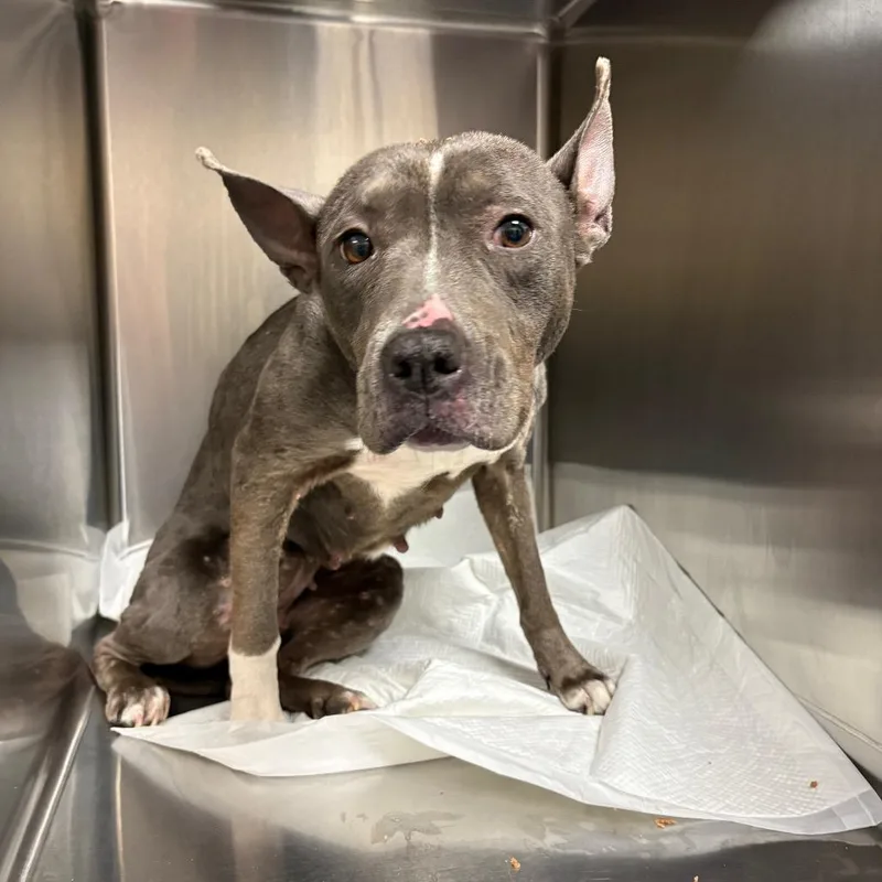 An adult medium-sized female Gray / Blue / Silver Mixed Breed dog named Hope for adoption in Columbiana, AL