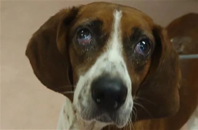 An adult large-sized male Mixed Breed dog named Hank for adoption in Columbia, SC