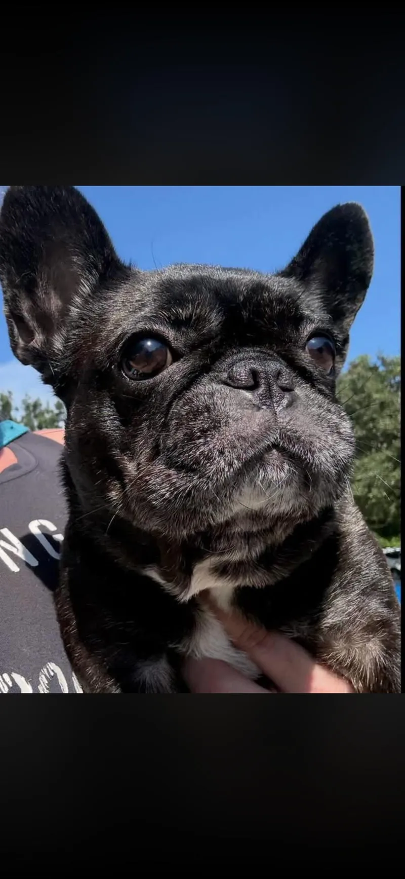 A young small-sized female French Bulldog dog named Croissant for adoption in PALM BAY, FL