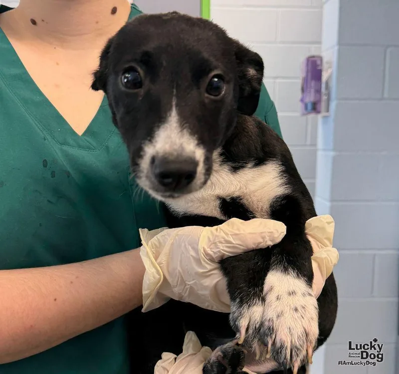 A baby small-sized female Beagle dog named Gremlin for adoption in Washington, DC