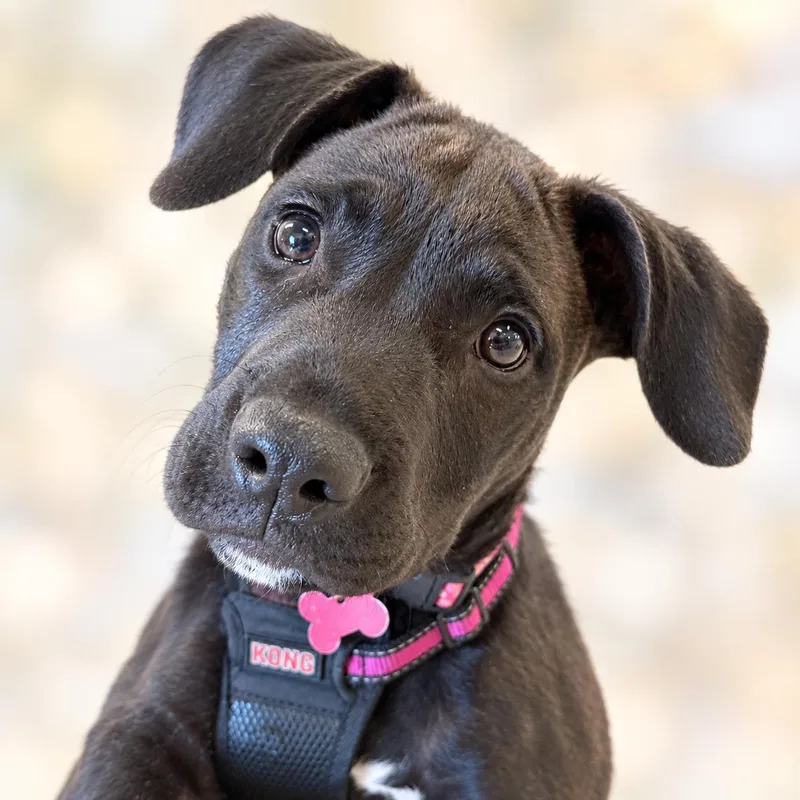 A baby medium-sized female Pit Bull Terrier dog named Dolly for adoption in Prior Lake, MN