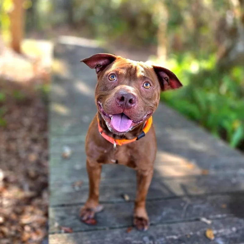 An adult medium-sized male Yellow / Tan / Blond / Fawn Mixed Breed dog named Bronco for adoption in Port Charlotte, FL
