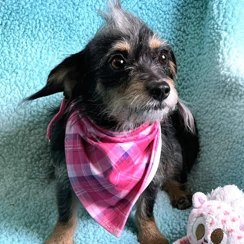 An adult small-sized female Black Yorkshire Terrier dog named The Scarlet Letter for adoption in Boerne, TX
