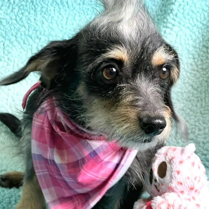 The Scarlet Letter thumbnail 2