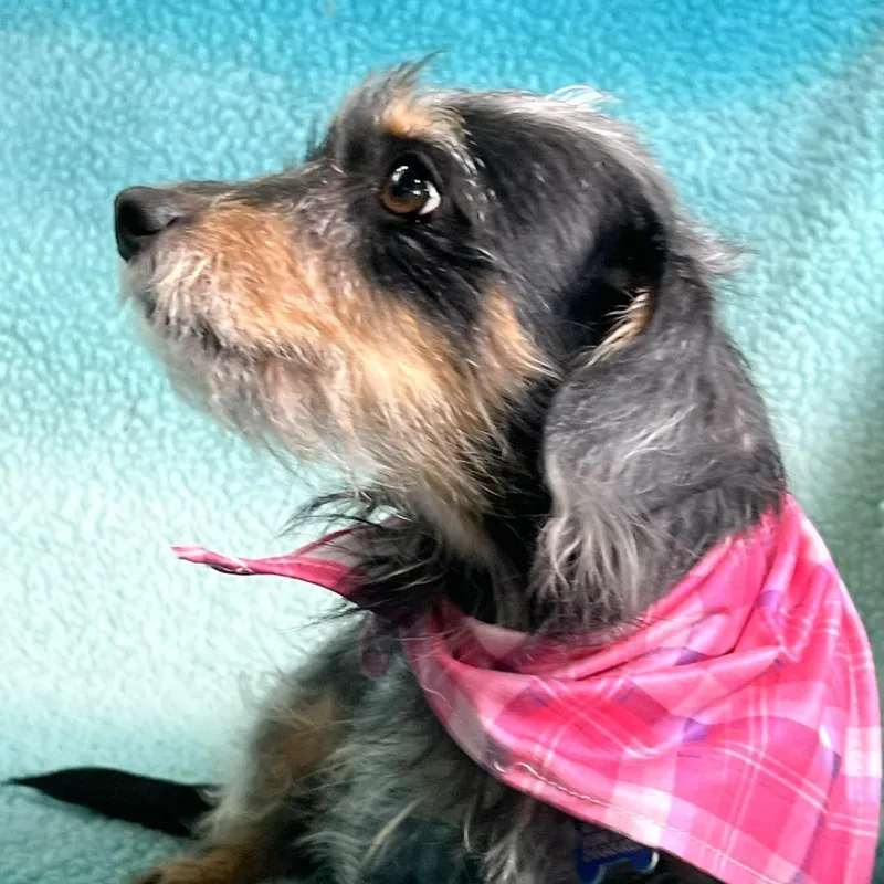 The Scarlet Letter thumbnail 3