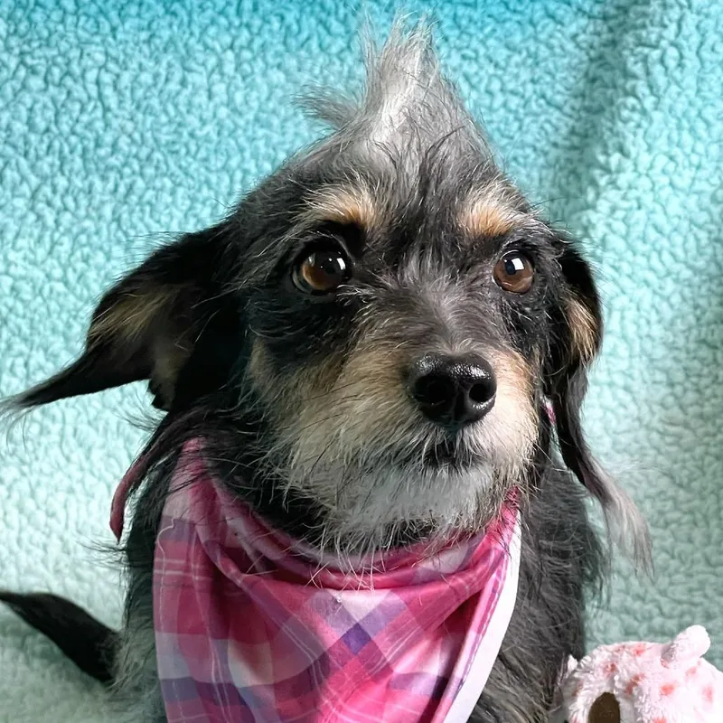 The Scarlet Letter thumbnail 4