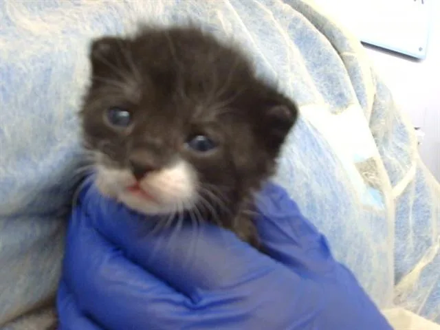 A baby medium-sized male Domestic Short Hair cat named Grogu for adoption in Dallas, TX