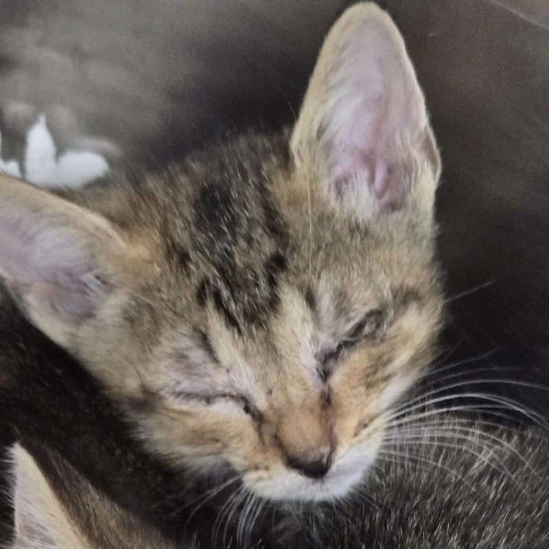 A baby small-sized male Brown / Chocolate Domestic Short Hair cat named Kylo for adoption in Newark, NJ