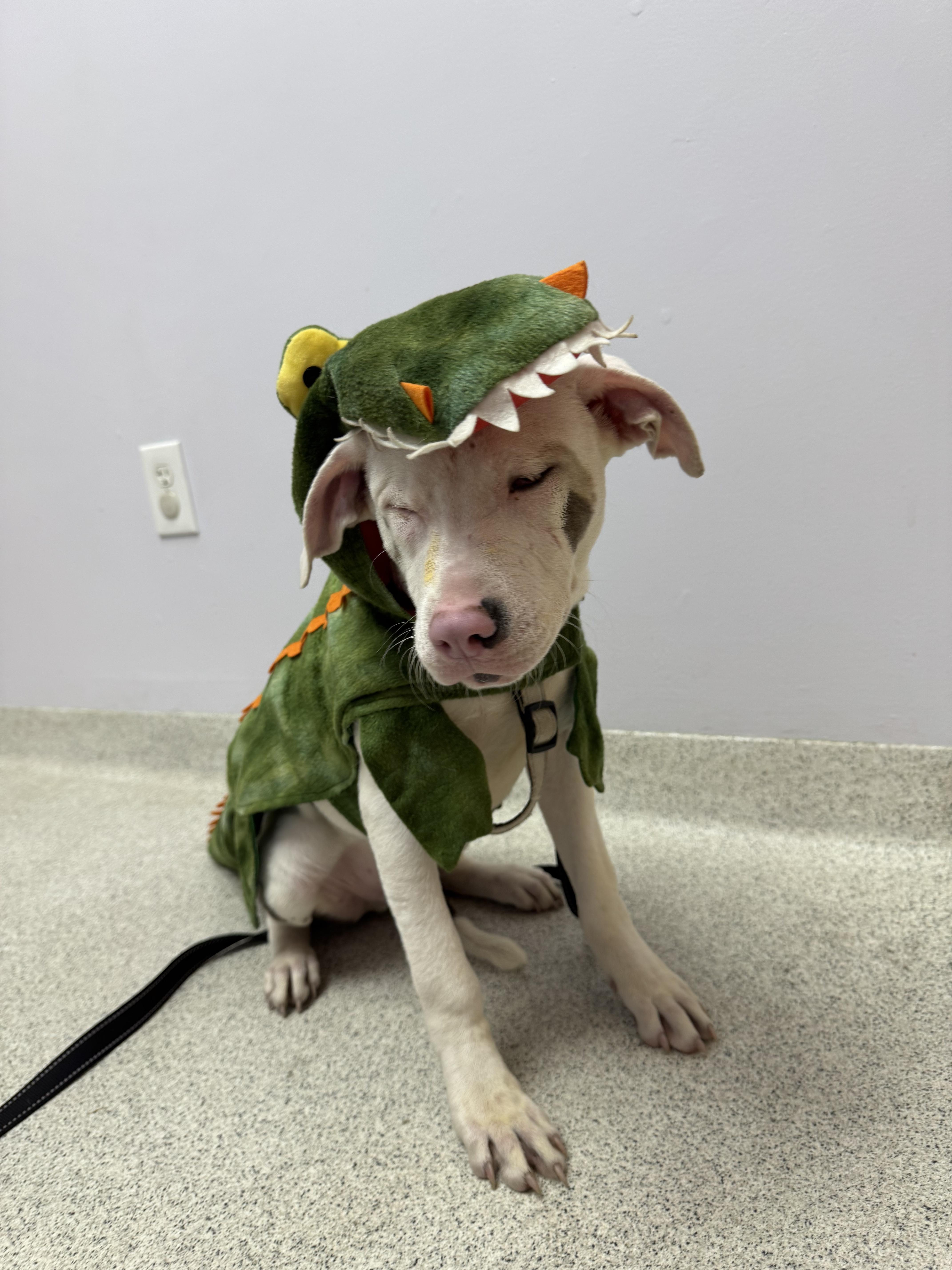 A baby medium-sized male Merle (Blue) Mixed Breed dog named Sonny for adoption in Watertown, CT