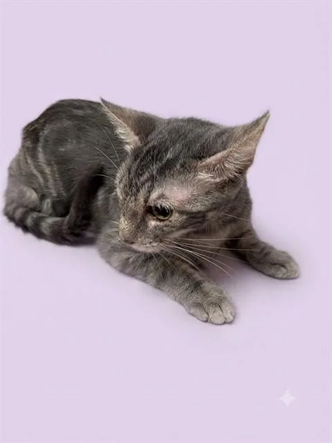 A young medium-sized female Domestic Short Hair cat named Annie for adoption in Jacksonville, FL