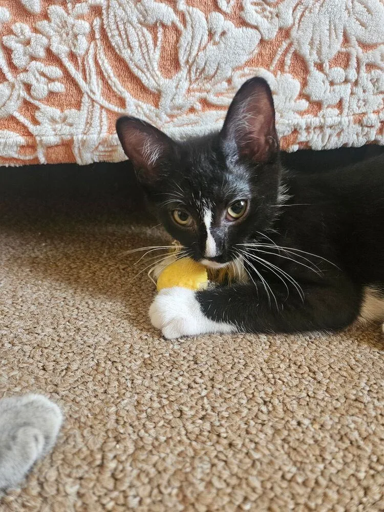 A baby small-sized female Black & White / Tuxedo Domestic Short Hair cat named Elaine Benes for adoption in West Mifflin, PA