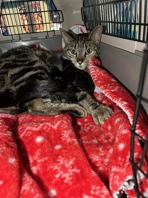 A young small-sized female Domestic Short Hair cat named Biscuit for adoption in Olivette, MO