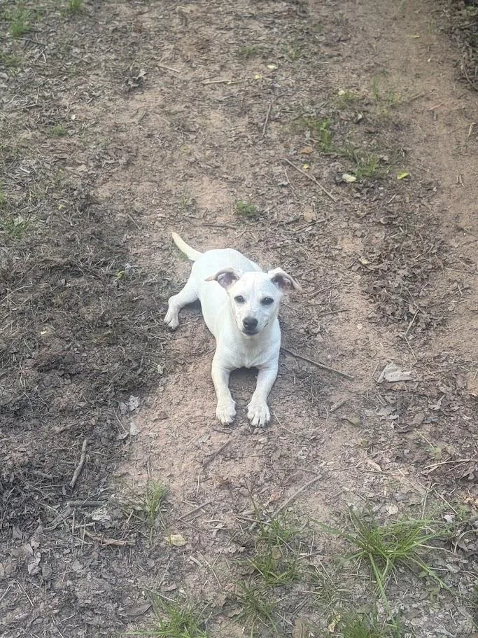 A baby small-sized male White / Cream Dachshund dog named Mogley for adoption in Alexandria, LA