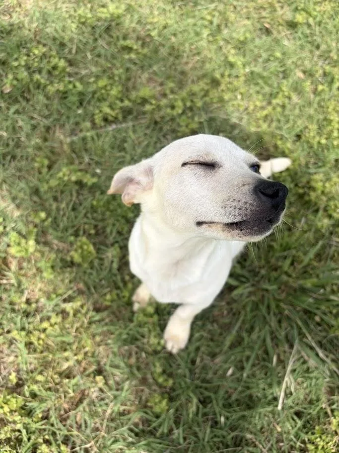 Mogley thumbnail 4