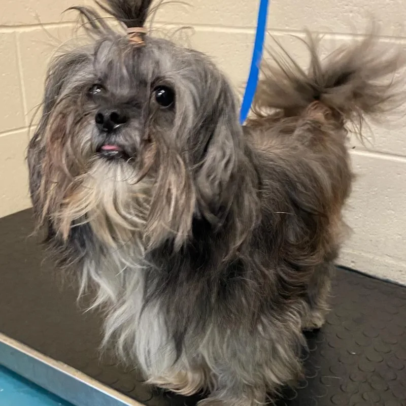 An adult medium-sized male Gray / Blue / Silver Mixed Breed dog named Najee for adoption in Memphis, TN