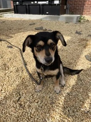 An adult medium-sized female Beagle dog named Janica for adoption in Washington, DC