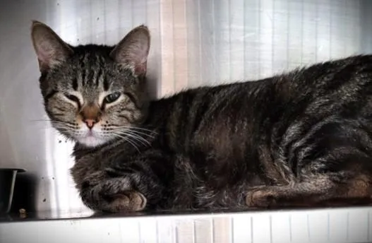An adult large-sized female Domestic Short Hair cat named Maria for adoption in Los Angeles, CA