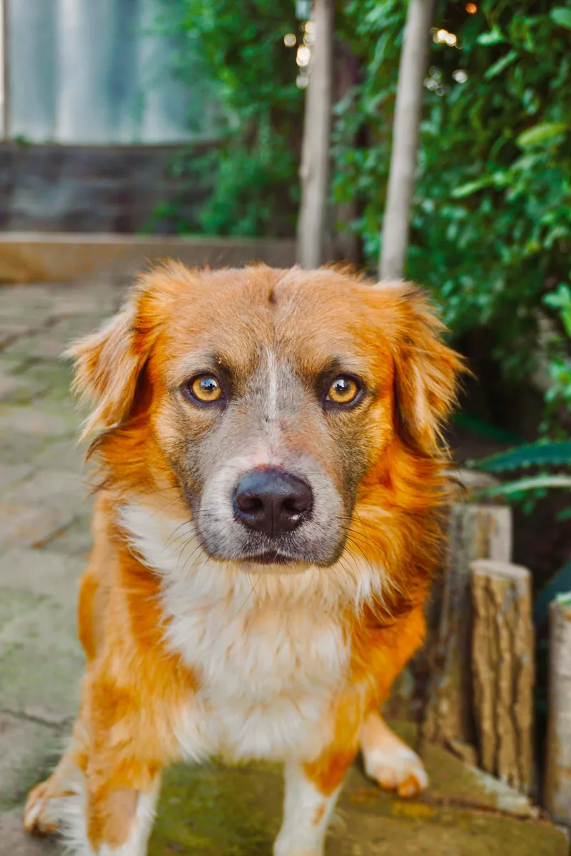 Santiago thumbnail 2