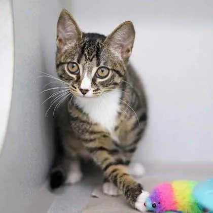 A baby small-sized female Gray / Blue / Silver Domestic Short Hair cat named Mittens for adoption in Atlanta, GA