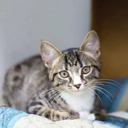 Mittens thumbnail 2