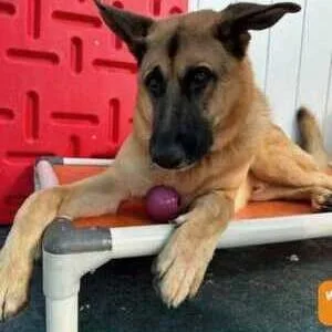 An adult large-sized male Black German Shepherd Dog dog named Polo for adoption in Bellingham, WA