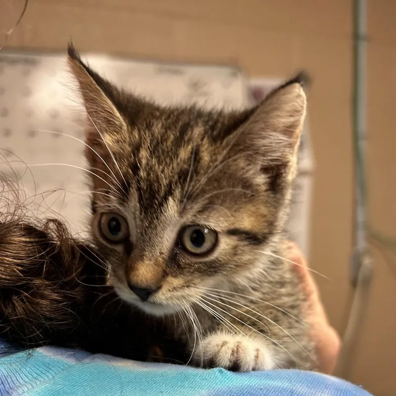 A baby small-sized female Brown / Chocolate Domestic Short Hair cat named Bugatti for adoption in Newport, NC